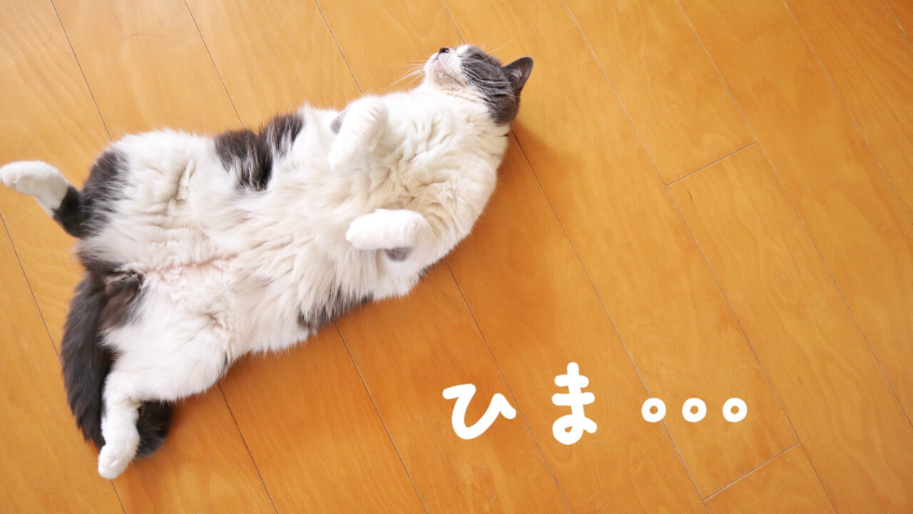退屈している猫